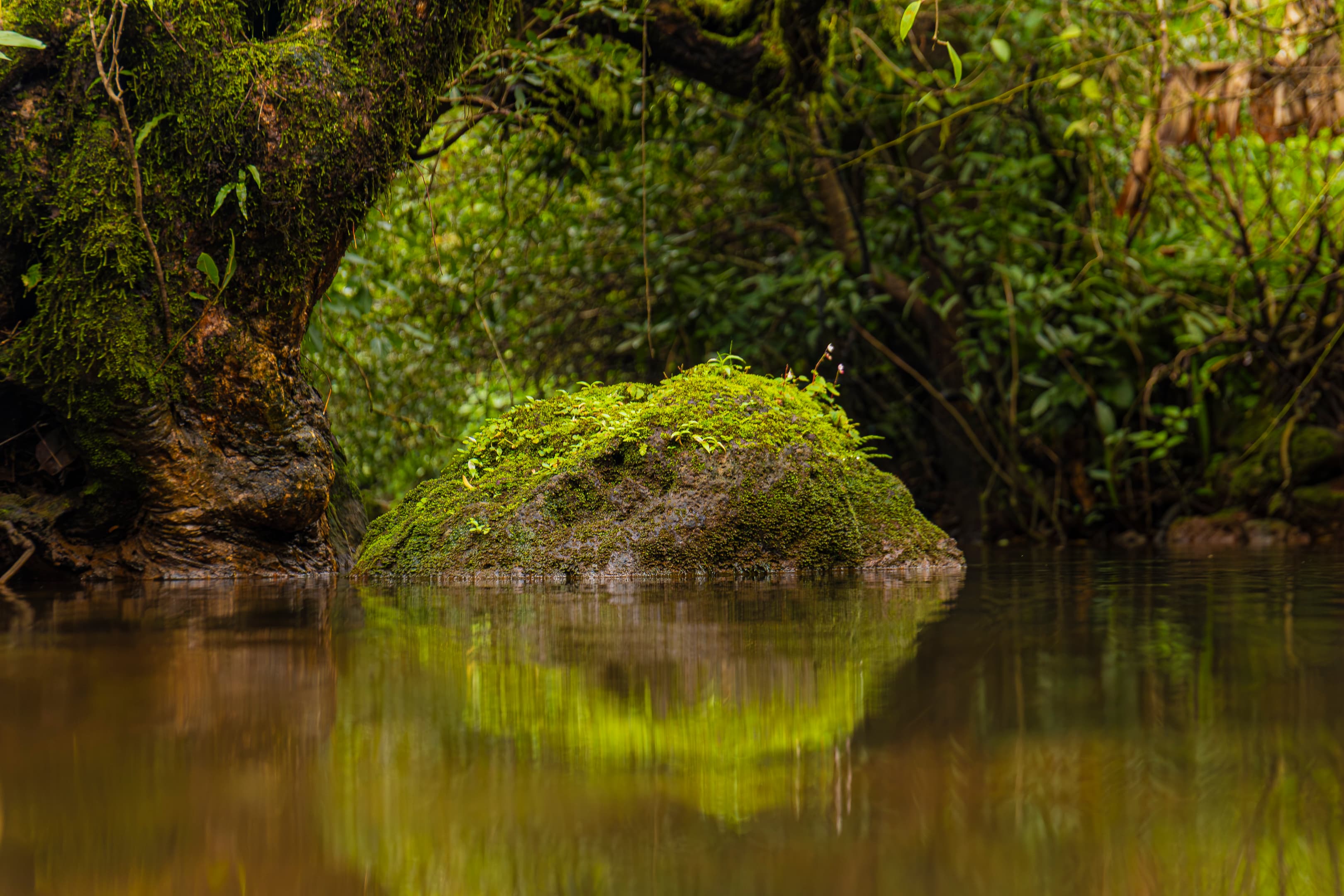 Nature-based ecosystem restoration landscape